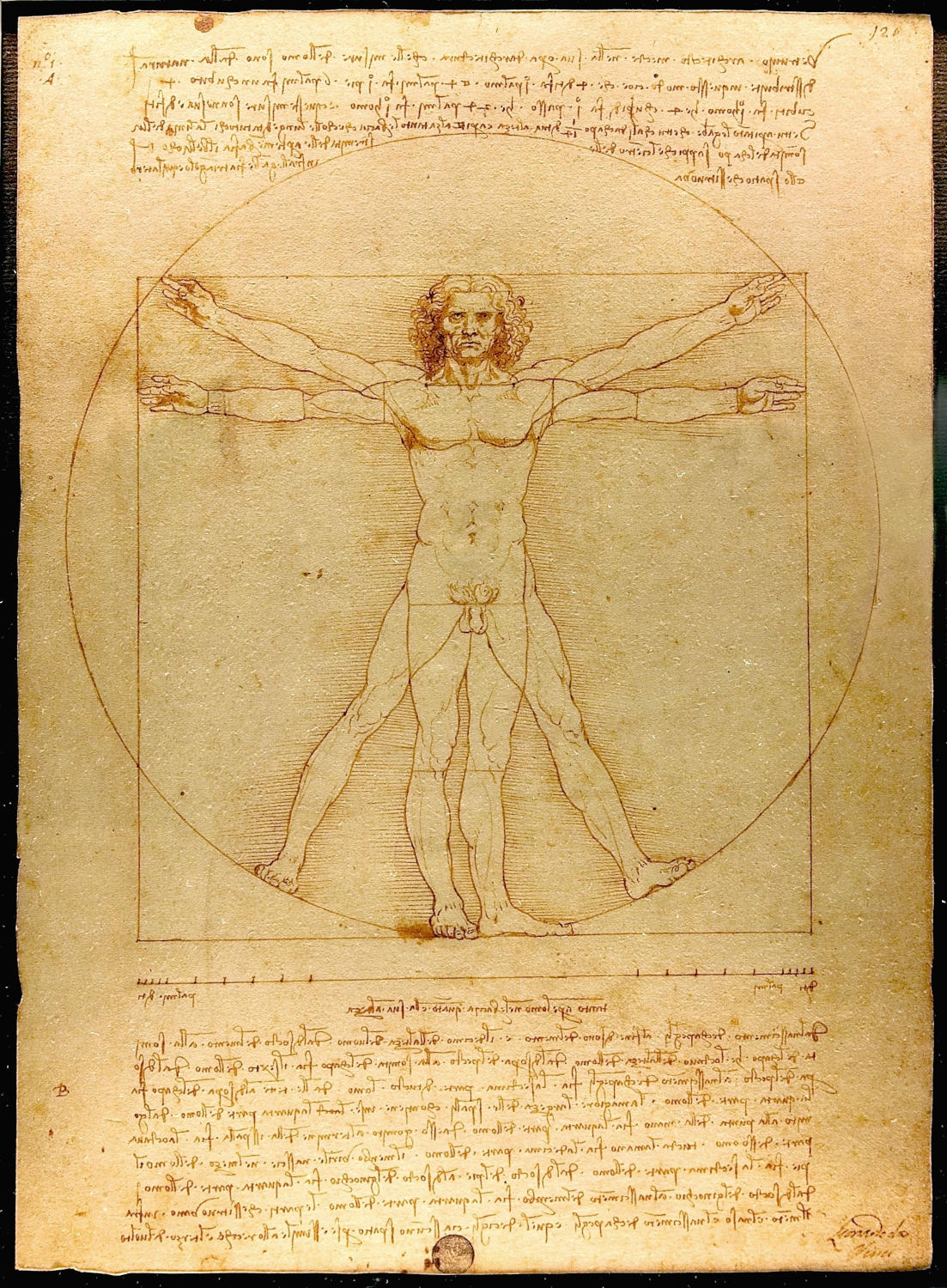 Vitruvianischer Mensch Leonardo da Vinci